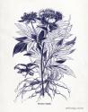 Indigo Botanical III