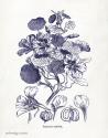 Indigo Botanical IV