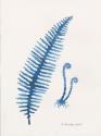 Indigo Fern II