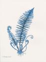 Indigo Fern IV