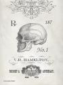 Elegant Skeleton Skull