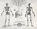 Elegant Skeletons