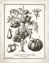 French Tomatoes