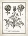 French Artichokes