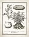French Potatoes