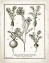 French Radishes