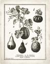 French Gourds