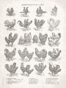 Chicken Chart
