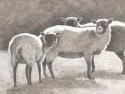 Three Heirloom Sheep