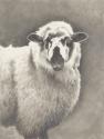 Heirloom Madras Sheep