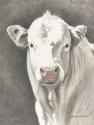 White Bull