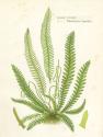 Fern I