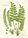 Fern II