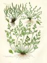 Fern III