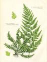 Fern IV