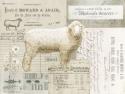 Sheep On Ephemera I