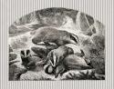 Badger Mom & Cubs