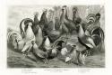 1800's Chicken Chart