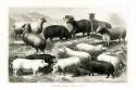 1800's Sheep & Pig Chart
