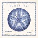 Sea Urchin I