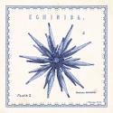 Sea Urchin II