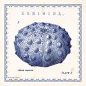 Sea Urchin III