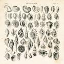 Shell Chart I