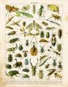 Bug Chart I