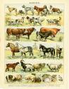 Animal Chart II