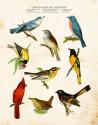 Bird Chart II