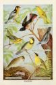 Bird Chart III
