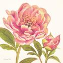 Pink Peonies I