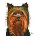 Yorkie
