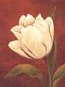 Tulip on Red