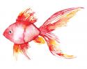 Deep Sea Coral Fish