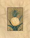 Sugar Loaf Pineapple