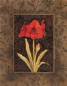 Damask Amaryllis