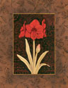 Damask Amaryllis
