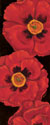 Bella Grande Poppies