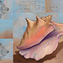 Sanibel Conch