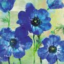 Amalfi Anemonies