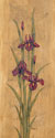 Iris of Delos I
