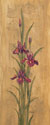 Iris of Delos II