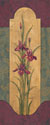 Greek Iris II
