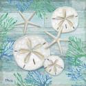 Clearwater Shells I