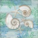 Clearwater Shells II