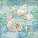 Clearwater Shells III
