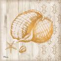 Saint Tropez Shells II