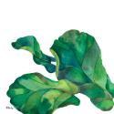 Palm Fronds II