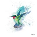 Arianna Hummingbird II